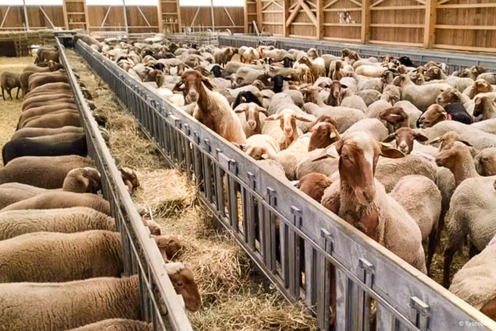 Bâtiment agricole en bois polyvalent pour l'accueil d'agneaux et de vaches et le stockage